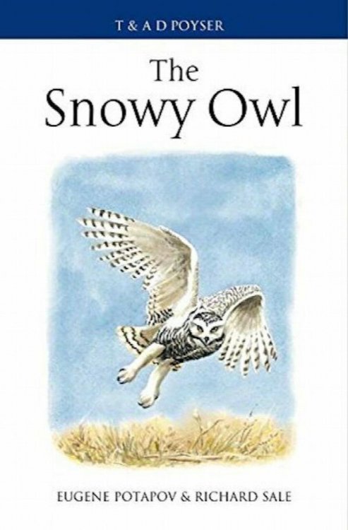 The Snowy Owl