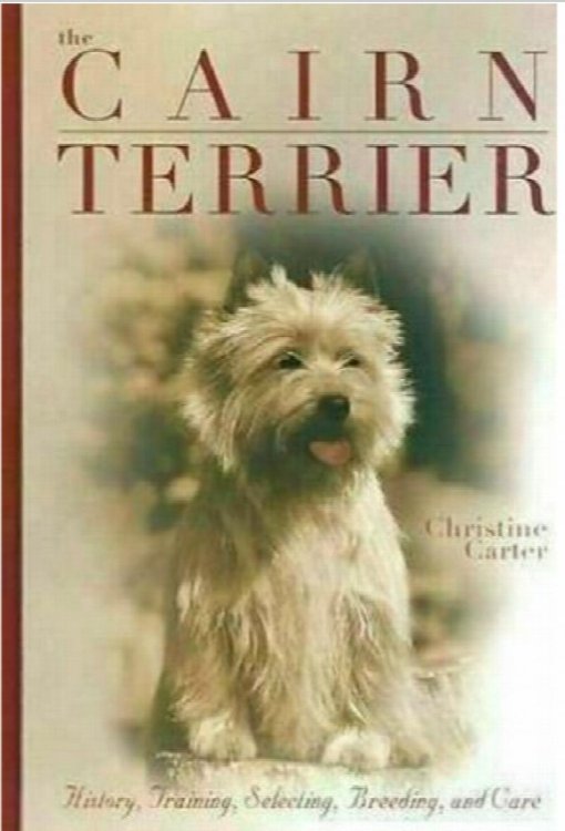 Cairn Terrier