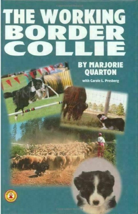 The Working Border Collie