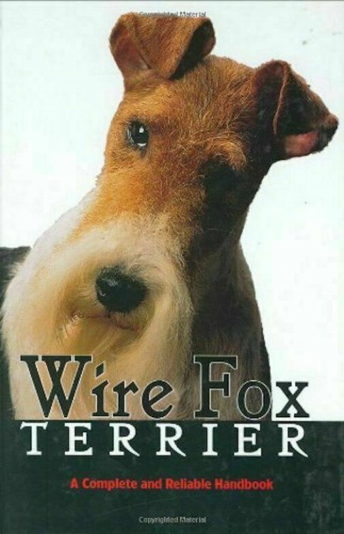 Wire Fox Terrier