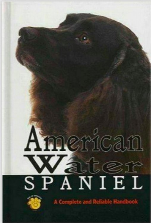 American Water Spaniel