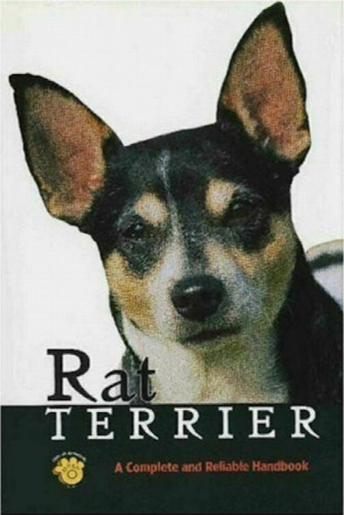 Rat Terrier