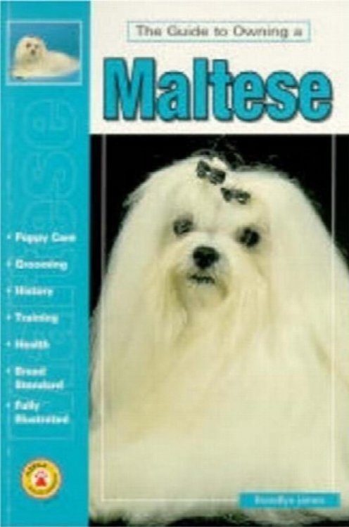 The Guide to Owning a Maltese