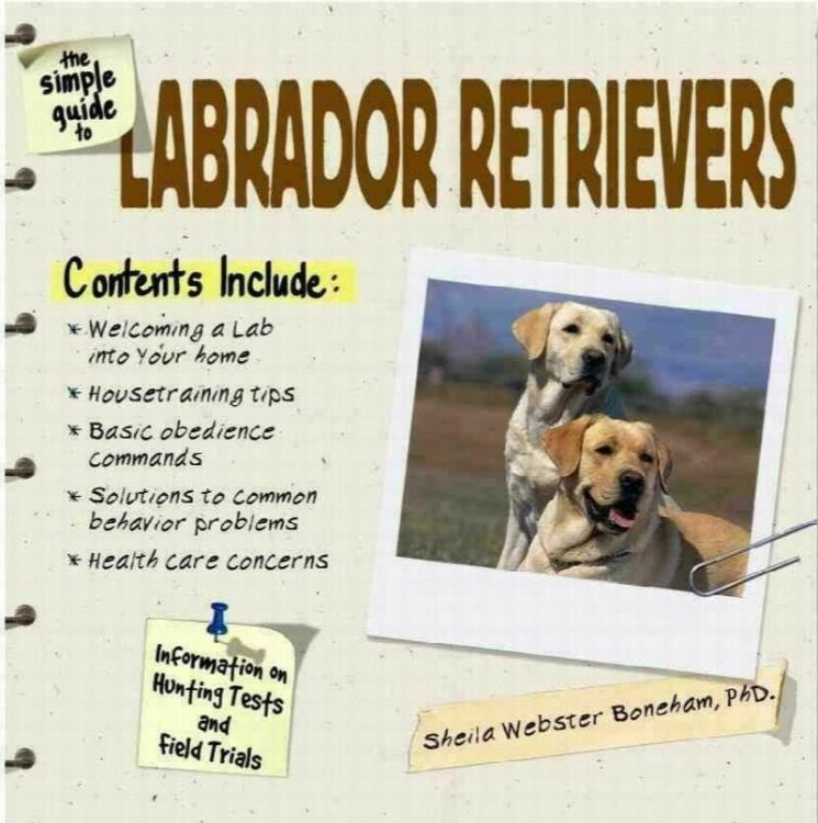 The Simple Guide to Labrador Retrievers: