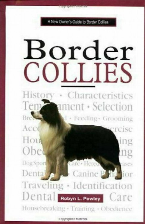 Border Collies