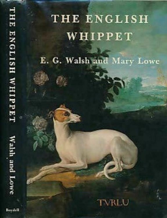 The English Whippet