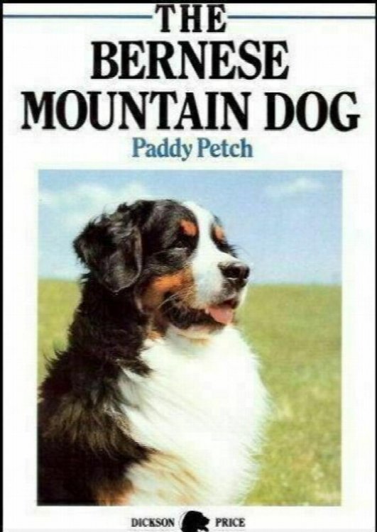 Bernese Mountain Dog