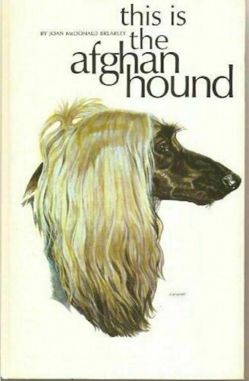 This Is the Afghan Hound