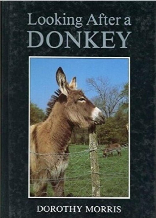 Looking After a Donkey