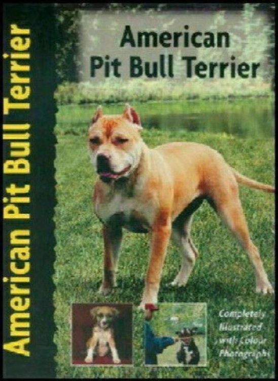 American Pit Bull Terrier