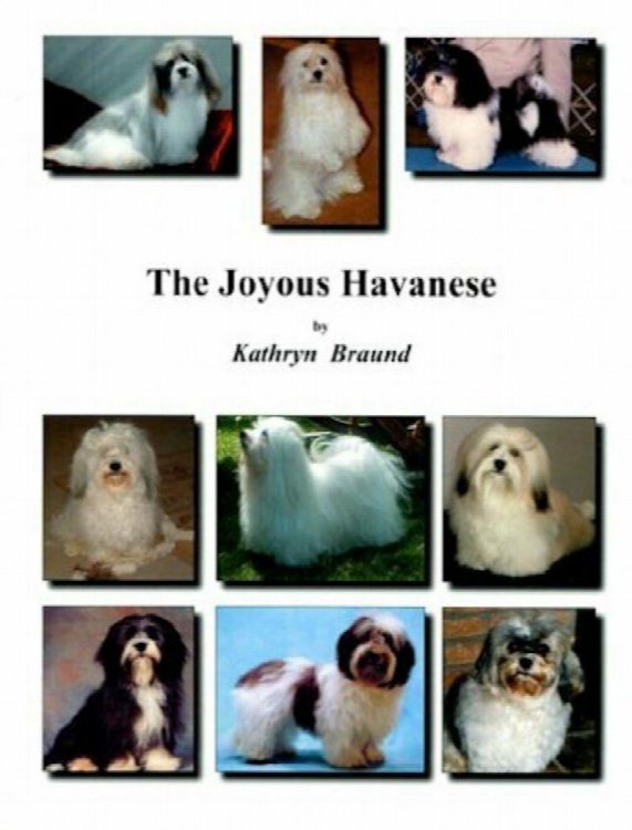 The Joyous Havanese