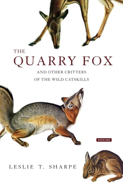 The Quarry Fox: And Other Critters of the Wild Catskills