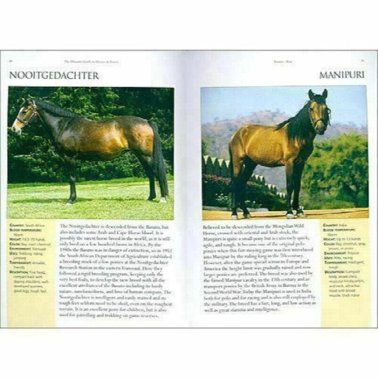 The Ultimate Guide To Horses Ponies