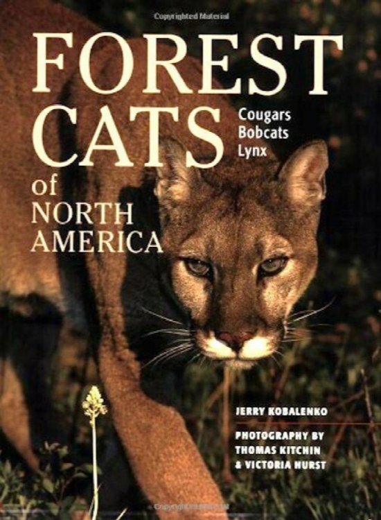 Forest Cats of North America : Cougars Bobcats Lynx