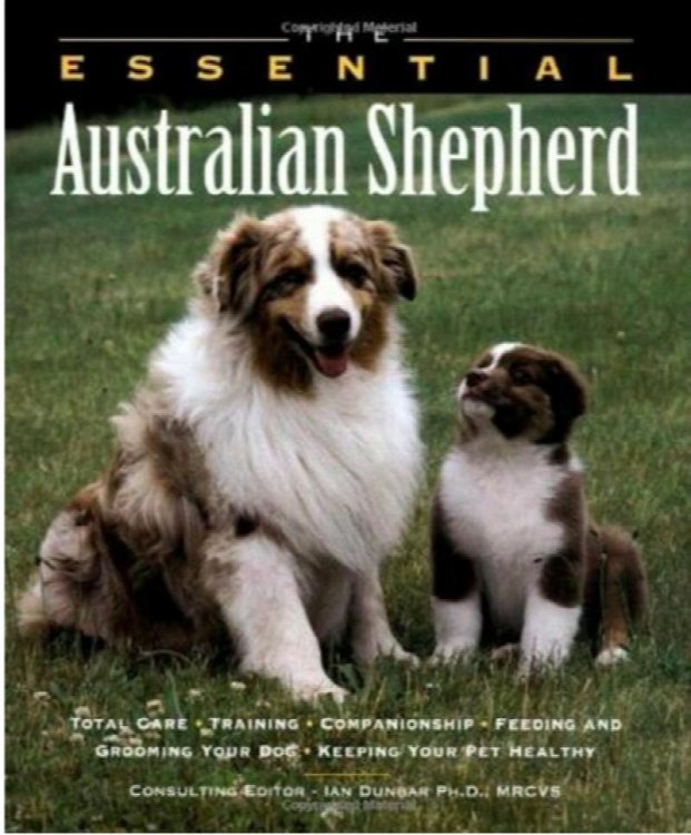 The Essential Australian Shepherd