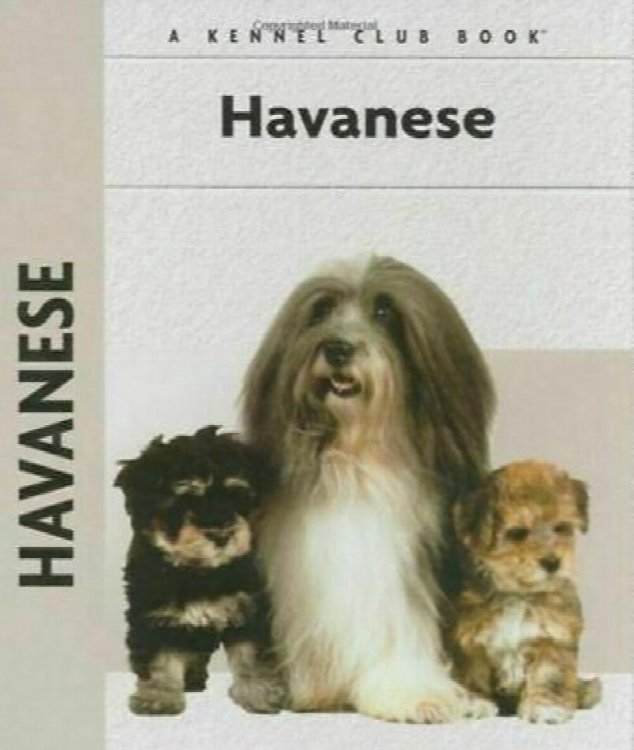 Havanese
