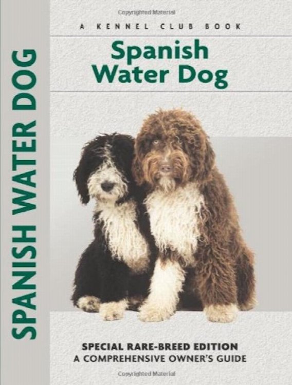 Spanish Water Dog