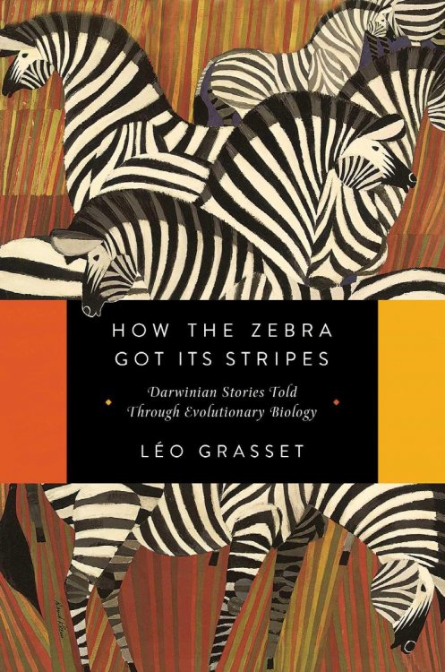 How The Zebra Got It's Stripes