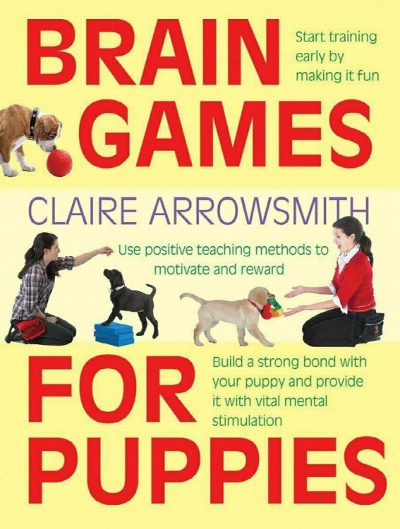 Brain Games For Puppies