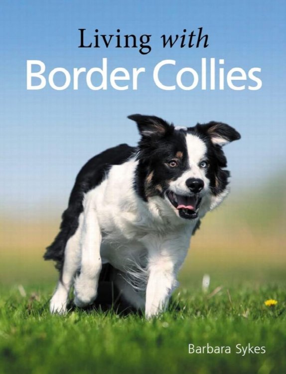 Living With Border Collies