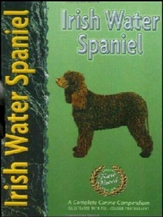 Irish Water Spaniel