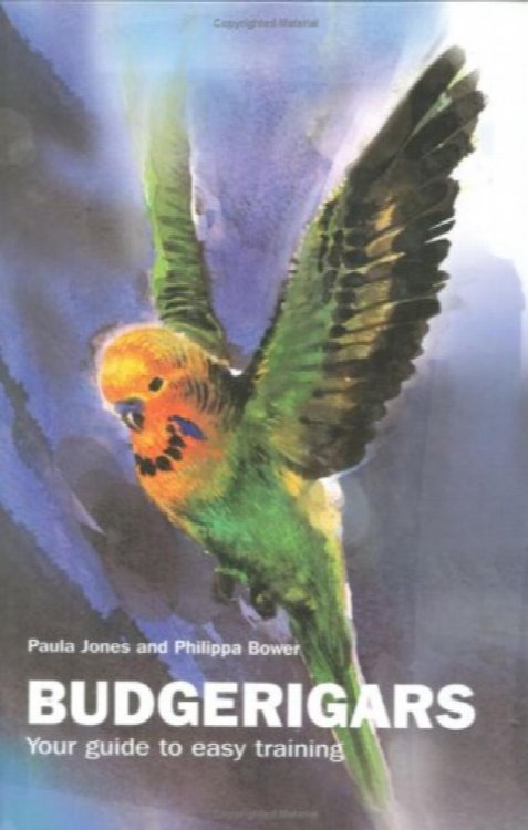Budgerigars: Your Guide to Easy Training