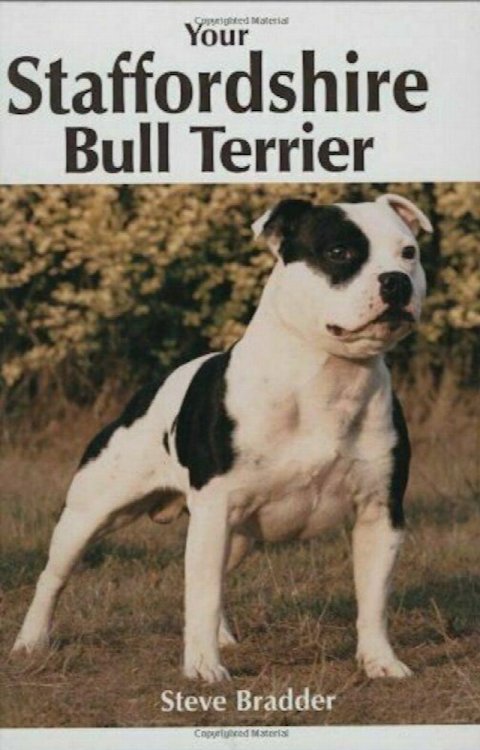 Your Staffordshire Bull Terrier