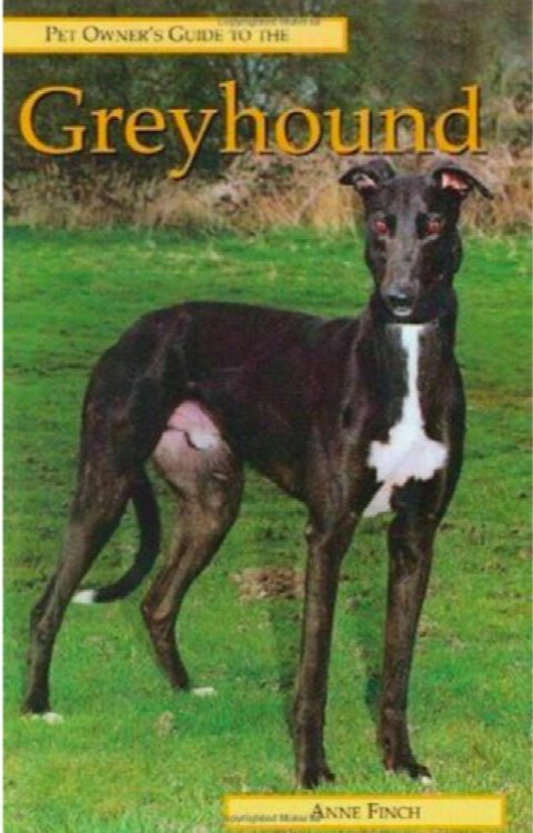 Greyhound