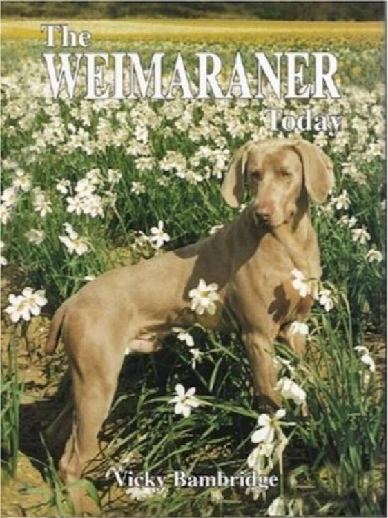 The Weimaraner Today