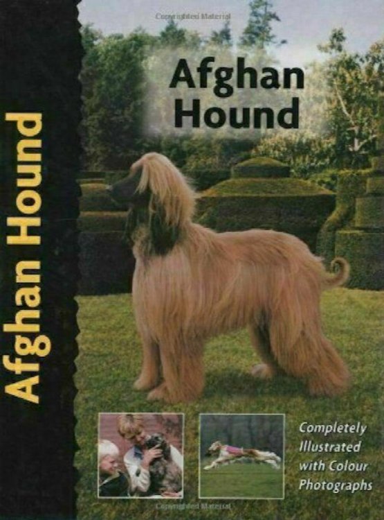 Afghan Hound