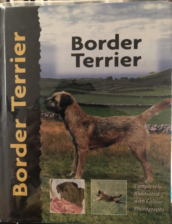Border Terrier