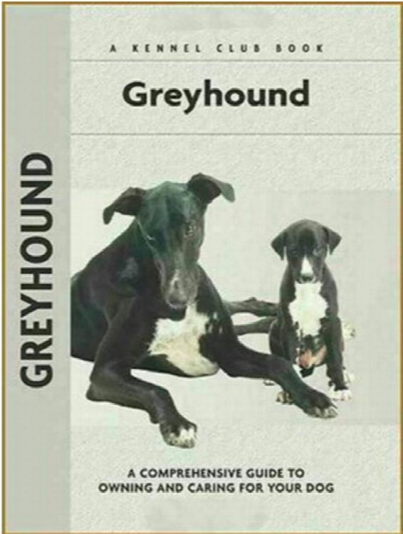 Greyhound