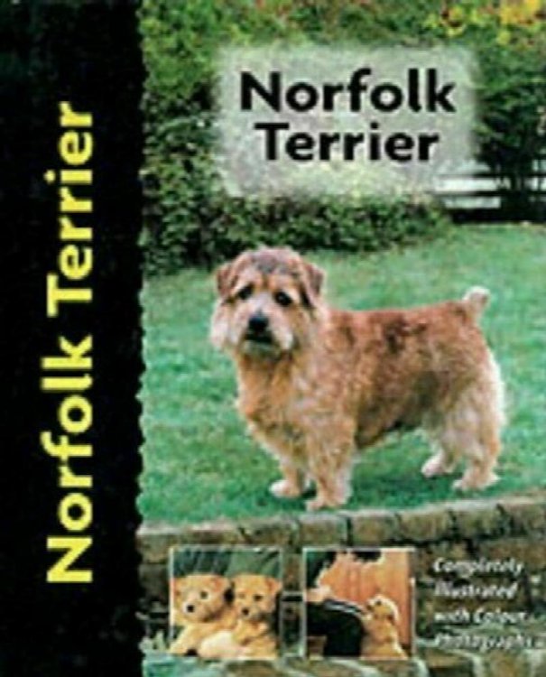 Norfolk Terrier