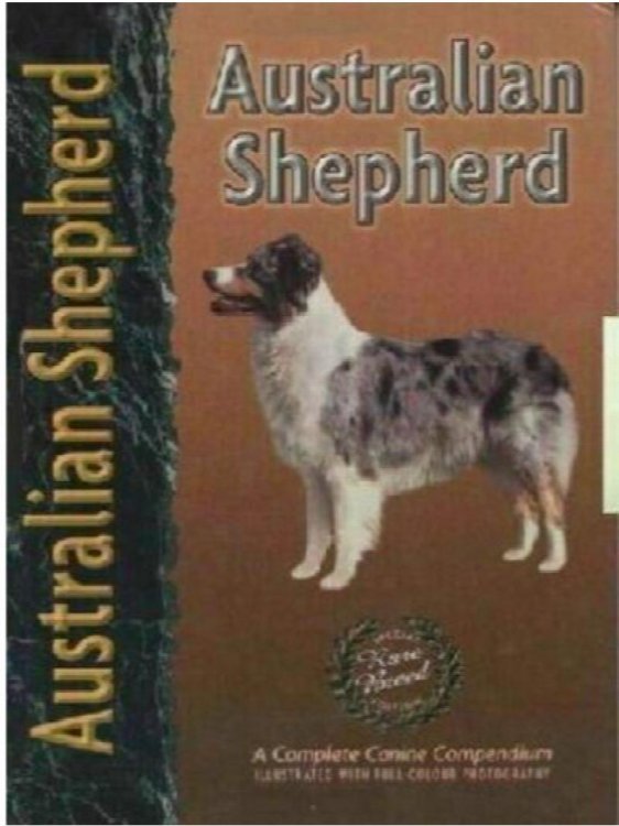 Australian Shepherd