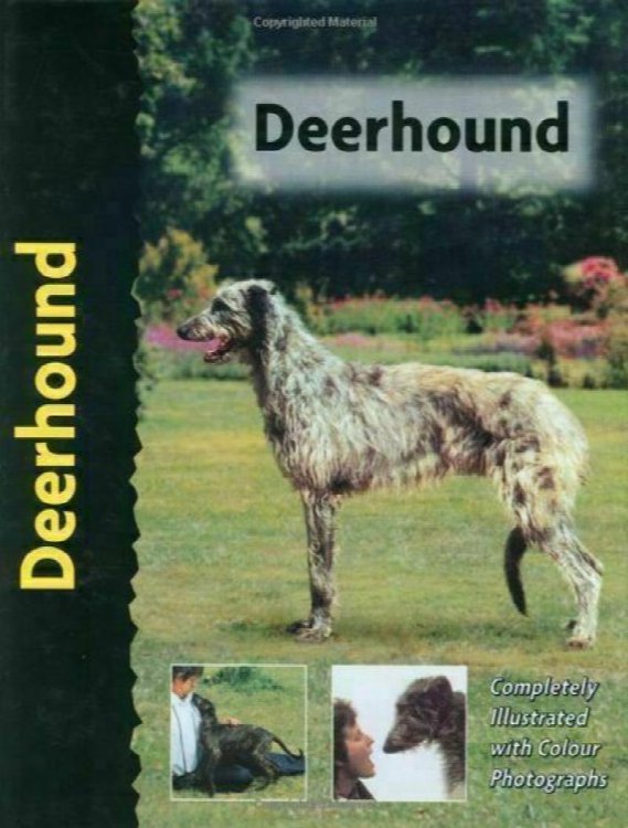 Deerhound