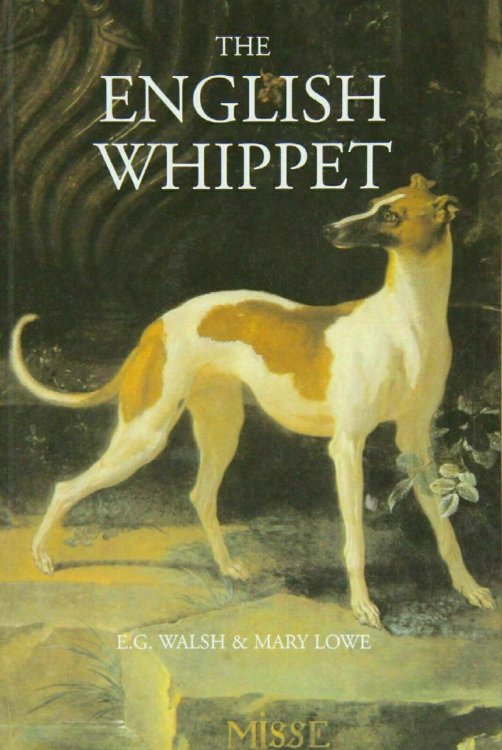 The English Whippet