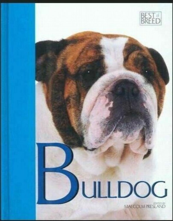 Bulldog : Best of Breed