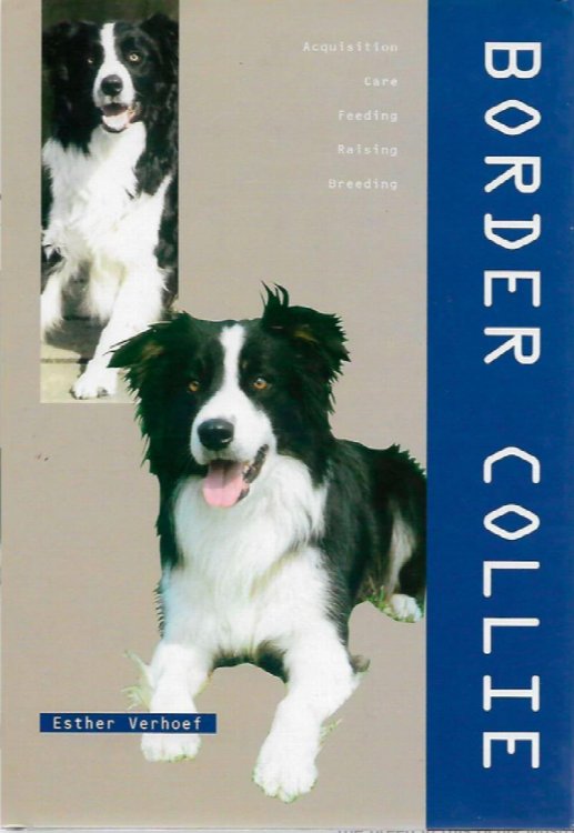 Border Collie