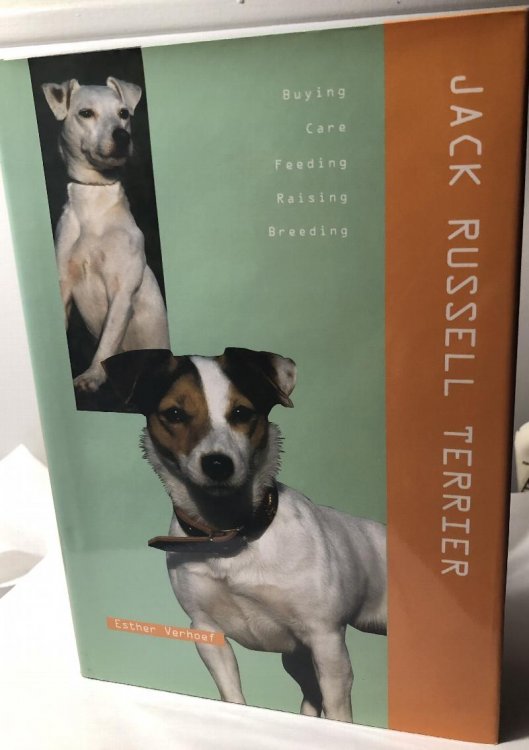 Jack Russell Terrier