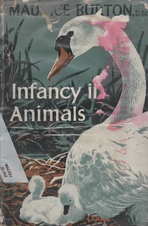 Infancy in Animals