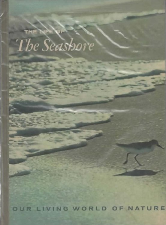 THE LIFE OF THE SEASHORE