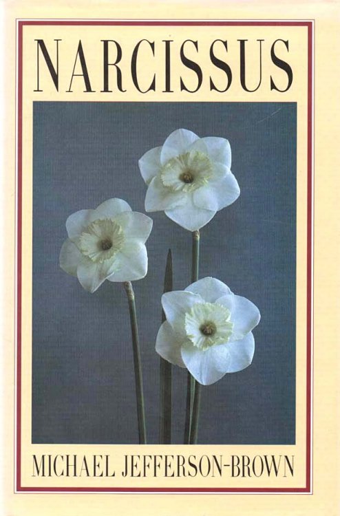 Narcissus
