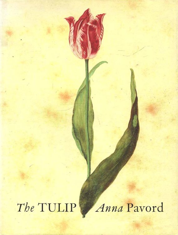 The Tulip