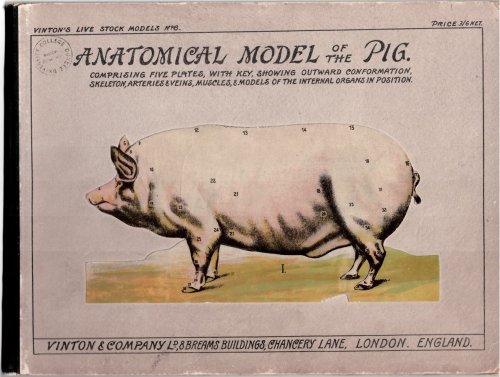 Anatomical Model of the Pig Comprising Five Plates, with Key, Showing Outward Conformation, Skeleton, Arteries & Veins, Muscles, & Models of the Internal Organs in Position
