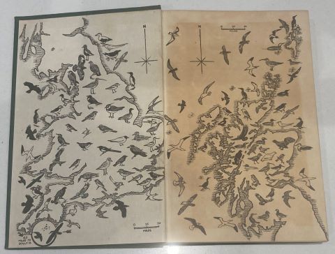 The Pocket Guide to British Birds
