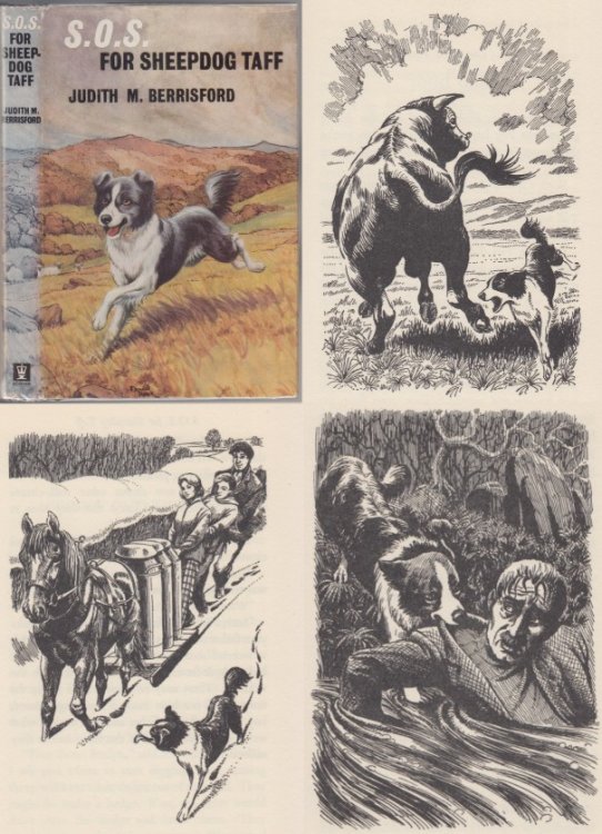 S.O.S. For Sheepdog Taff