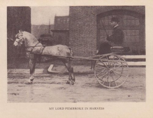 The Welsh Pony; Described in Two Letters to a Friend,