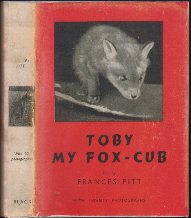 Toby My Fox Cub