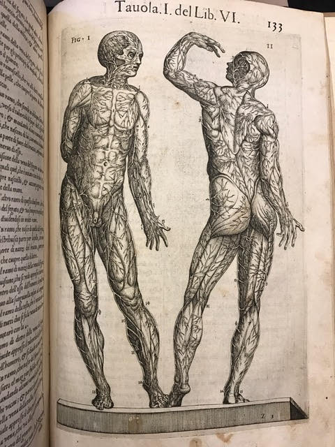 Anatomia : Del corpo humano composta per M. Giuan Valuerde di Hamusco, & da luy con moto figure di rame, et erditi discorsi in luce mandata