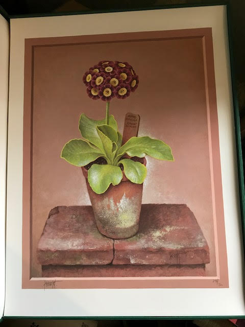 Image for The Auricula The Auricula